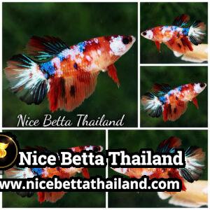 Female Betta Fish Multicolor Candy Nemo HM