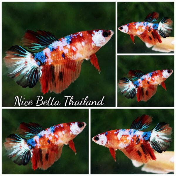 Female Betta Fish Multicolor Candy Nemo HM