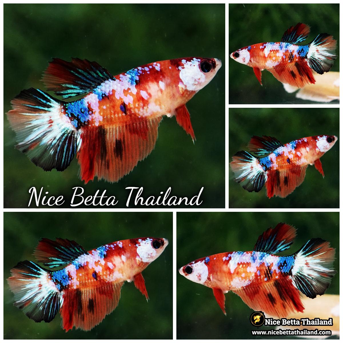 Female Betta Fish Multicolor Candy Nemo HM