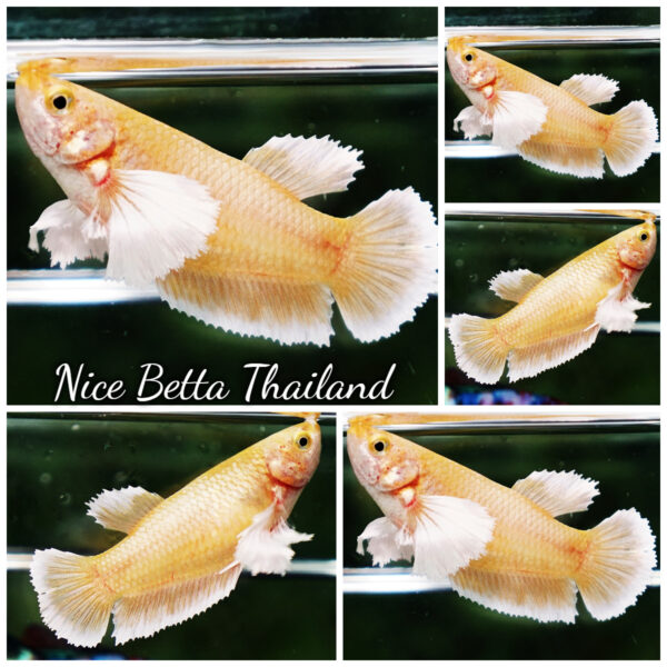 Female Betta Fish 24K Gold Dumbo HMPK