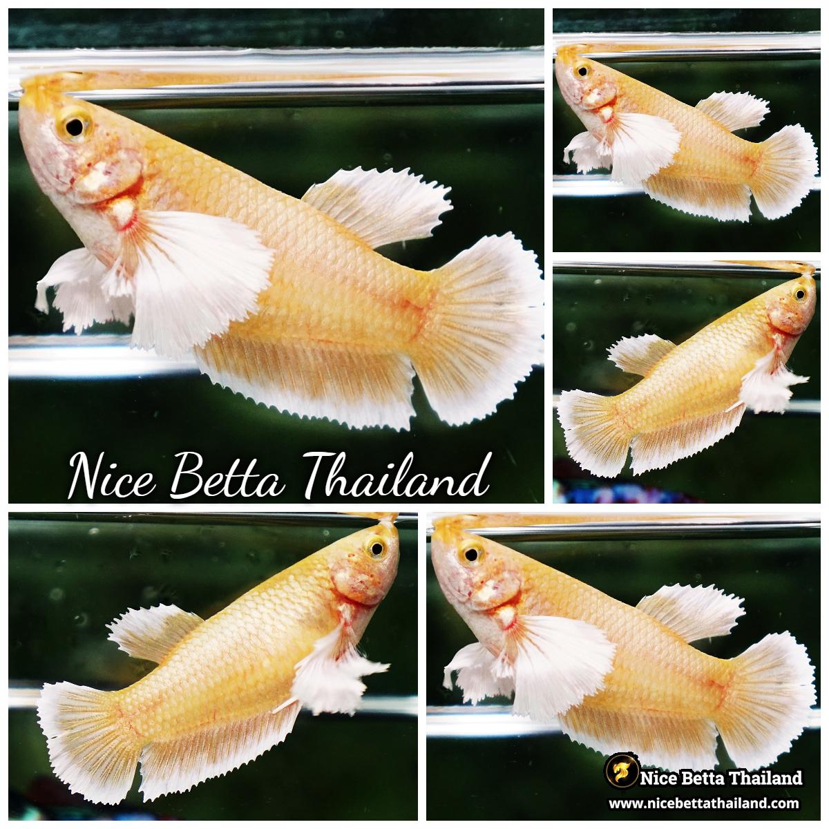 Female Betta Fish 24K Gold Dumbo HMPK