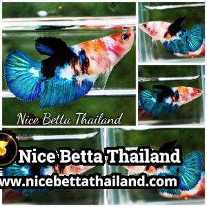 Female Betta Fish Emerald Nemo HM