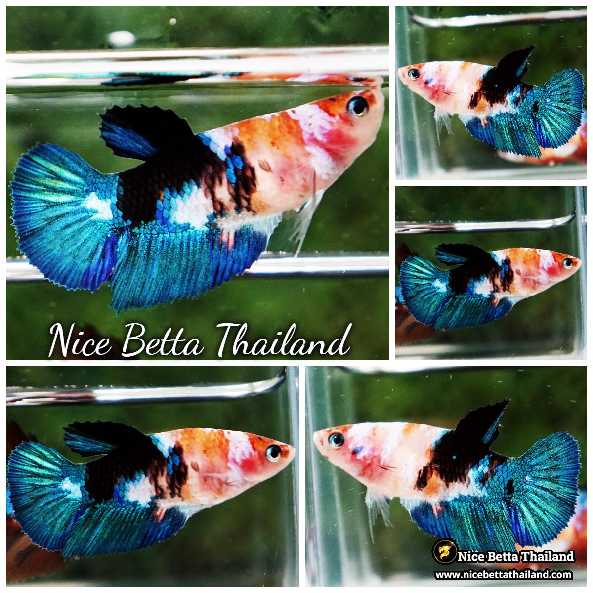 Female Betta Fish Emerald Nemo HM