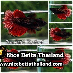 Female Betta Fish Hell Copper Rosetail HM