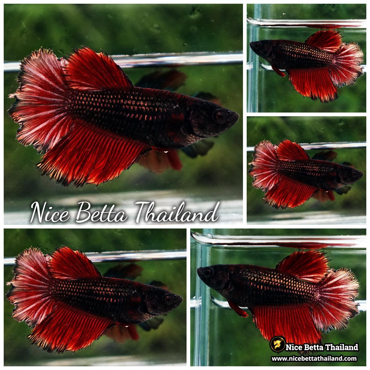 Female Betta Fish Hell Copper Rosetail HM