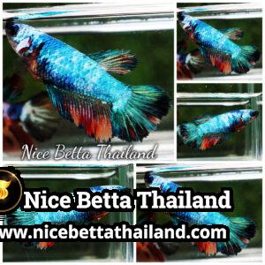 Female Betta Fish Emerald Candy HM