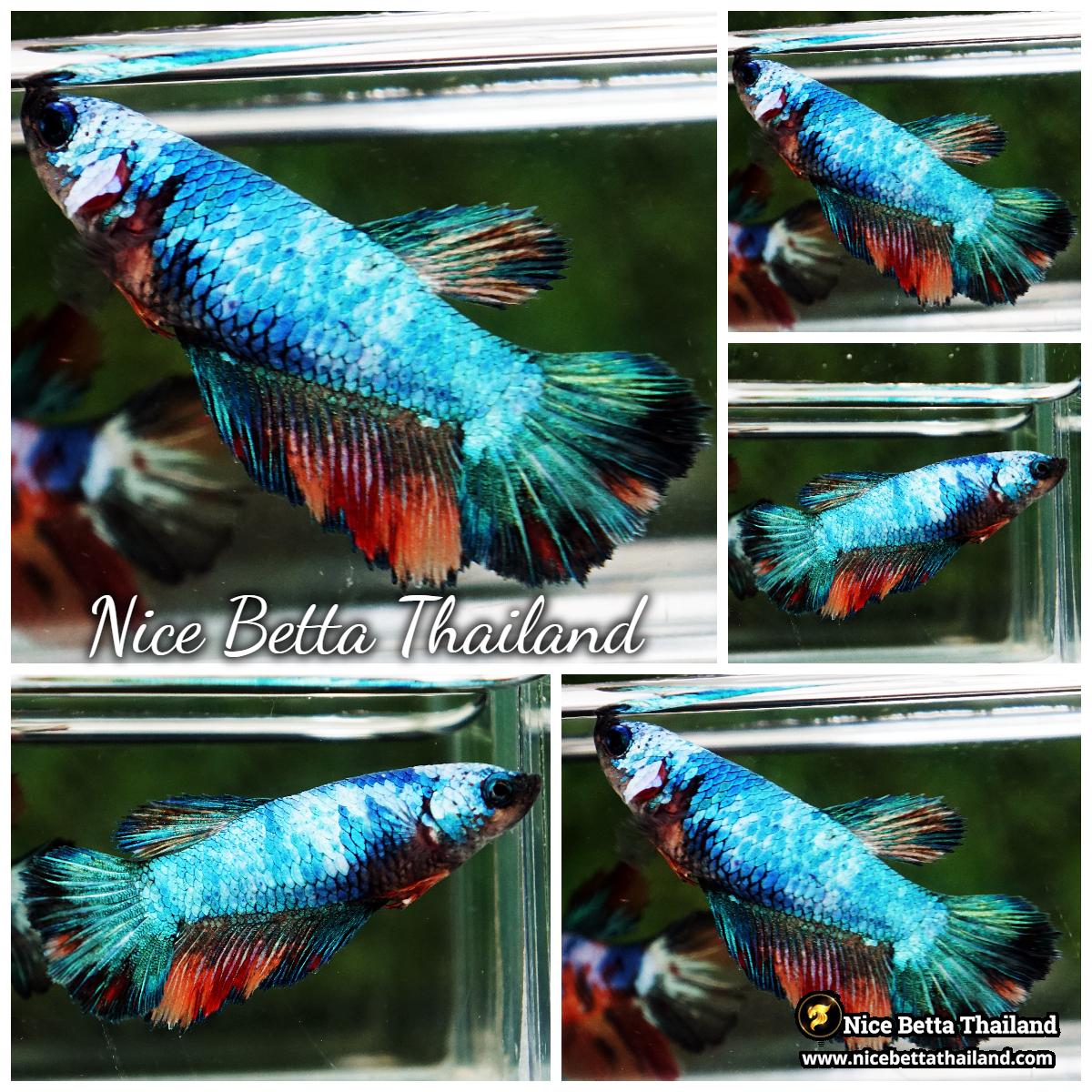 Female Betta Fish Emerald Candy HM