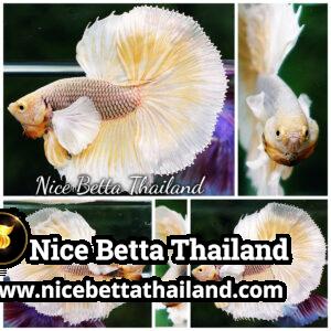 Betta Fish Gold Armor Net Dumbo OHM