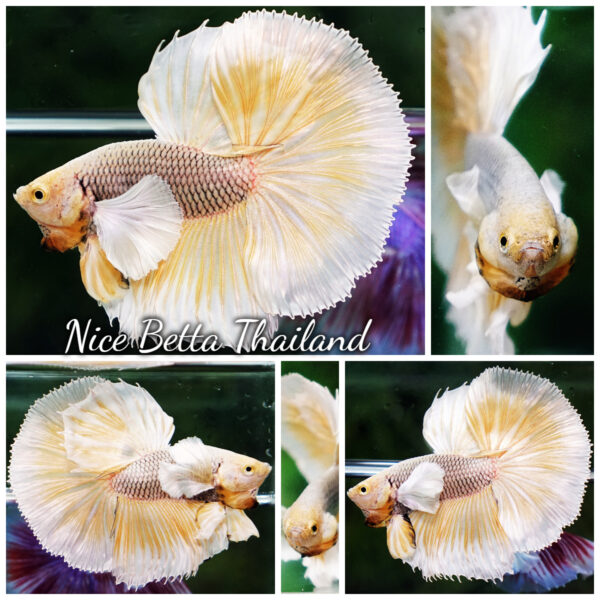 Betta Fish Gold Armor Net Dumbo OHM