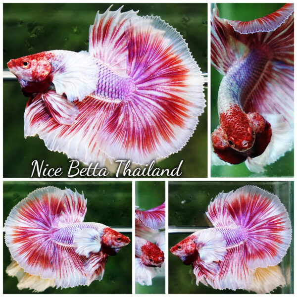 Betta Fish Pink Salamander Dumbo OHM (Comp Grade)