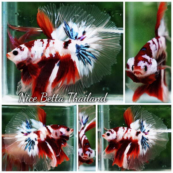 Betta Fish Koi Galaxy Sky Hawk OHM