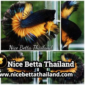 Betta Fish Black Pumkin Mustard Gas Butterfly Sky Hawk OHM