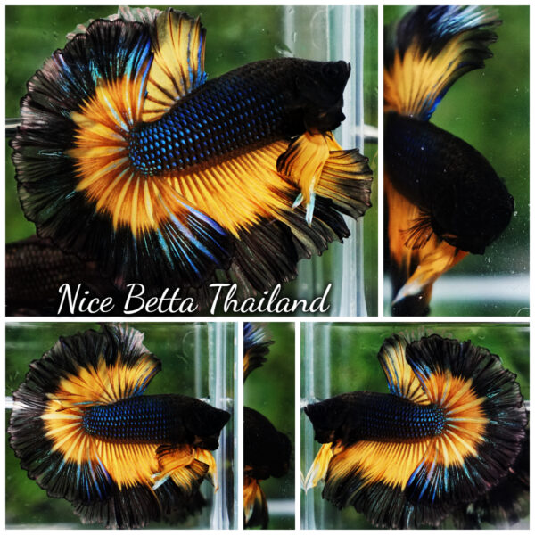 Betta Fish Black Pumkin Mustard Gas Butterfly Sky Hawk OHM