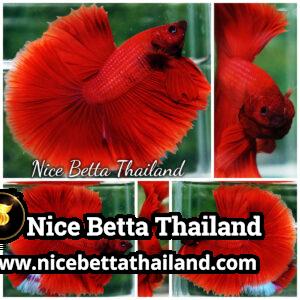 Betta Fish Big Red Sky Hawk HM