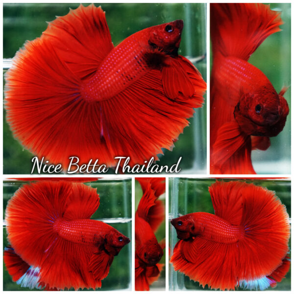 Betta Fish Big Red Sky Hawk HM