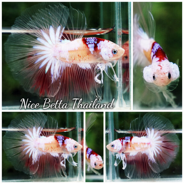 Betta Fish Tenjo Koi White Star OHM