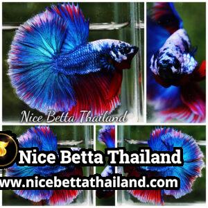 Betta Fish Fancy Deep Sea Monster Sky Hawk OHM