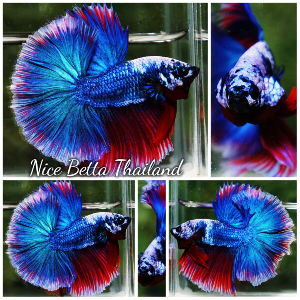 Betta Fish Fancy Deep Sea Monster Sky Hawk OHM