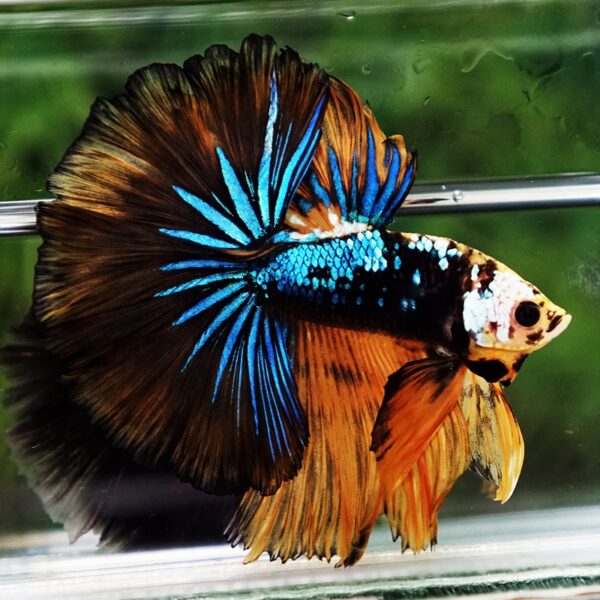 Betta Fish King Warrior Mustard Gas OHM - Image 2