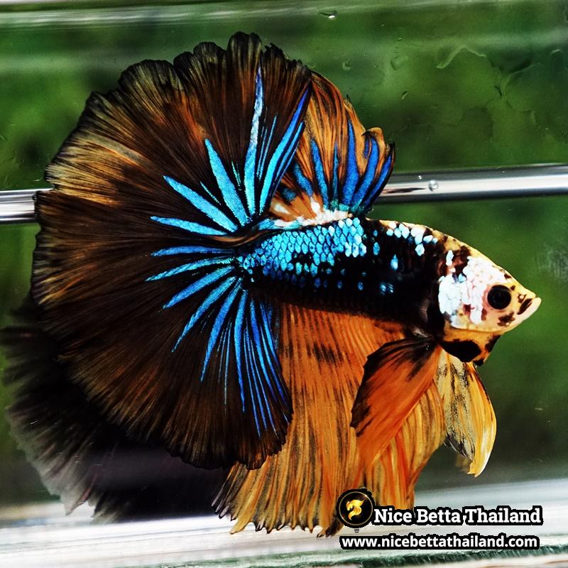 Betta Fish King Warrior Mustard Gas OHM