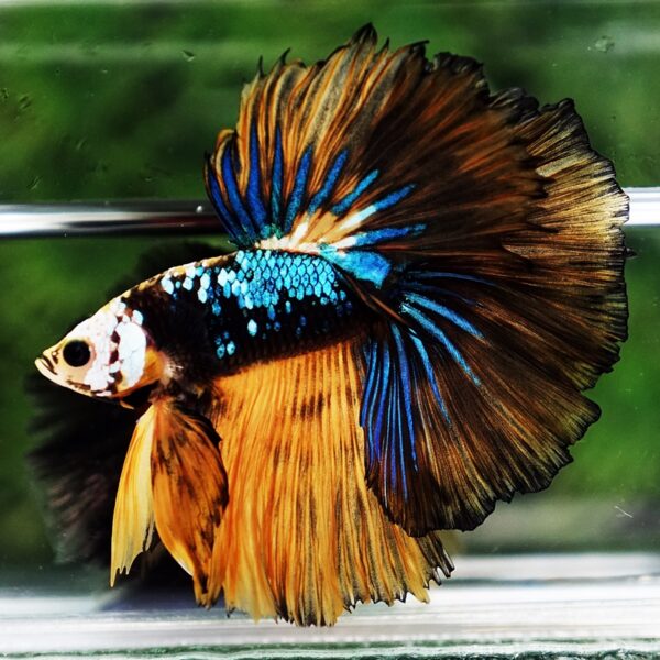 Betta Fish King Warrior Mustard Gas OHM - Image 3