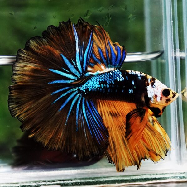 Betta Fish King Warrior Mustard Gas OHM - Image 4