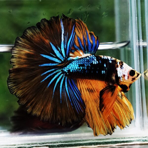 Betta Fish King Warrior Mustard Gas OHM - Image 5