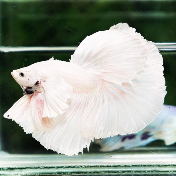 Betta Fish Unicorn Sparkle Platinum Dumbo HM - Image 6