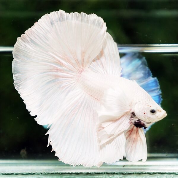 Betta Fish Unicorn Sparkle Platinum Dumbo HM - Image 4