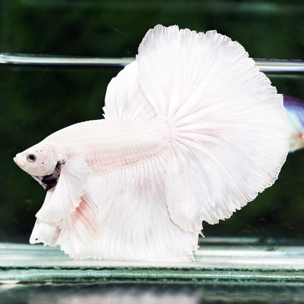 Betta Fish Unicorn Sparkle Platinum Dumbo HM - Image 5