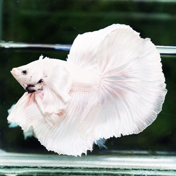 Betta Fish Unicorn Sparkle Platinum Dumbo HM - Image 3