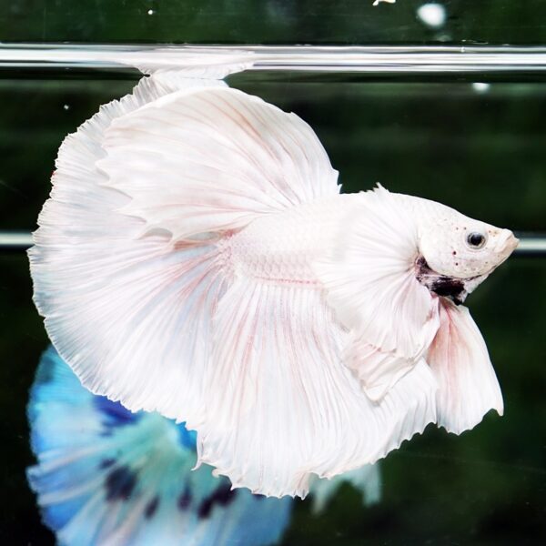 Betta Fish Unicorn Sparkle Platinum Dumbo HM - Image 2