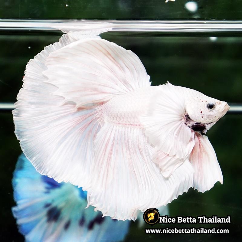 Betta Fish Unicorn Sparkle Platinum Dumbo HM