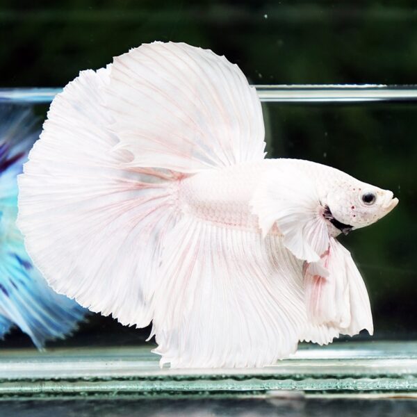 Betta Fish Unicorn Sparkle Platinum Dumbo HM - Image 7