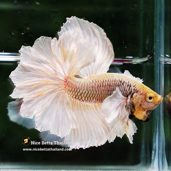 Betta Fish Prince of Gold Copper Net Dumbo (Feather tail) - Image 4