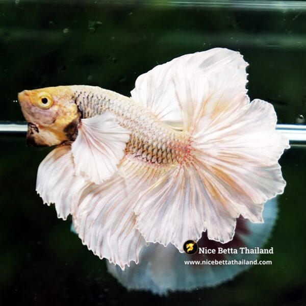 Betta Fish Prince of Gold Copper Net Dumbo (Feather tail) - Image 3