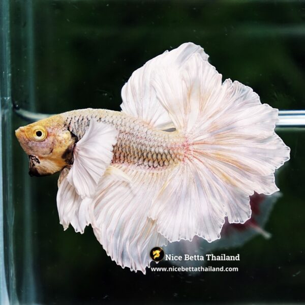 Betta Fish Prince of Gold Copper Net Dumbo (Feather tail) - Image 9