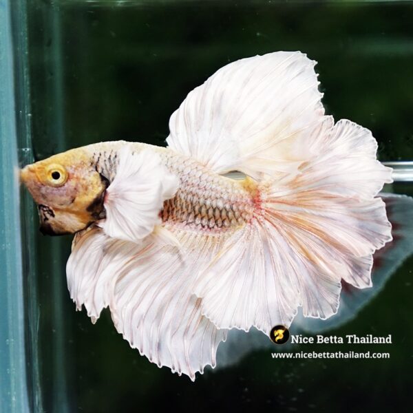 Betta Fish Prince of Gold Copper Net Dumbo (Feather tail) - Image 7