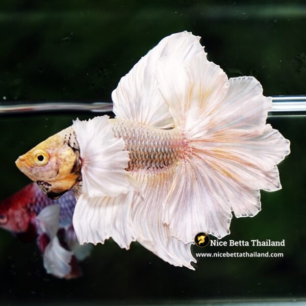 Betta Fish Prince of Gold Copper Net Dumbo (Feather tail) - Image 5