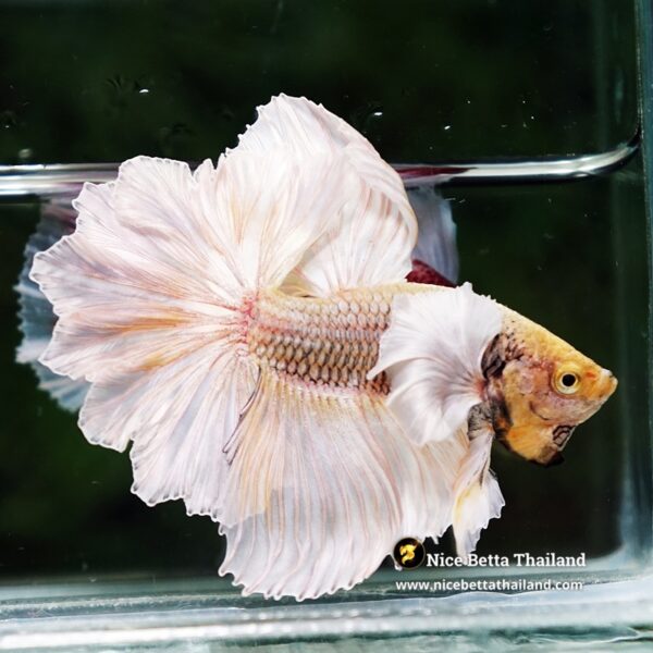 Betta Fish Prince of Gold Copper Net Dumbo (Feather tail) - Image 6