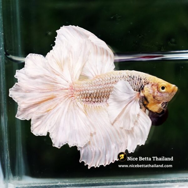 Betta Fish Prince of Gold Copper Net Dumbo (Feather tail) - Image 8