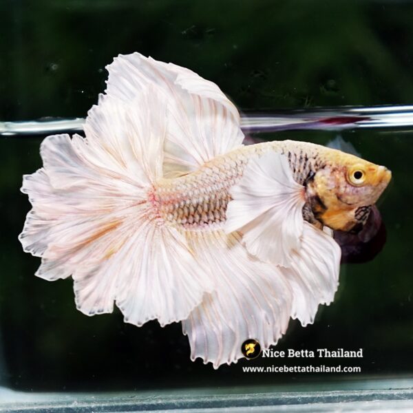 Betta Fish Prince of Gold Copper Net Dumbo (Feather tail) - Image 2