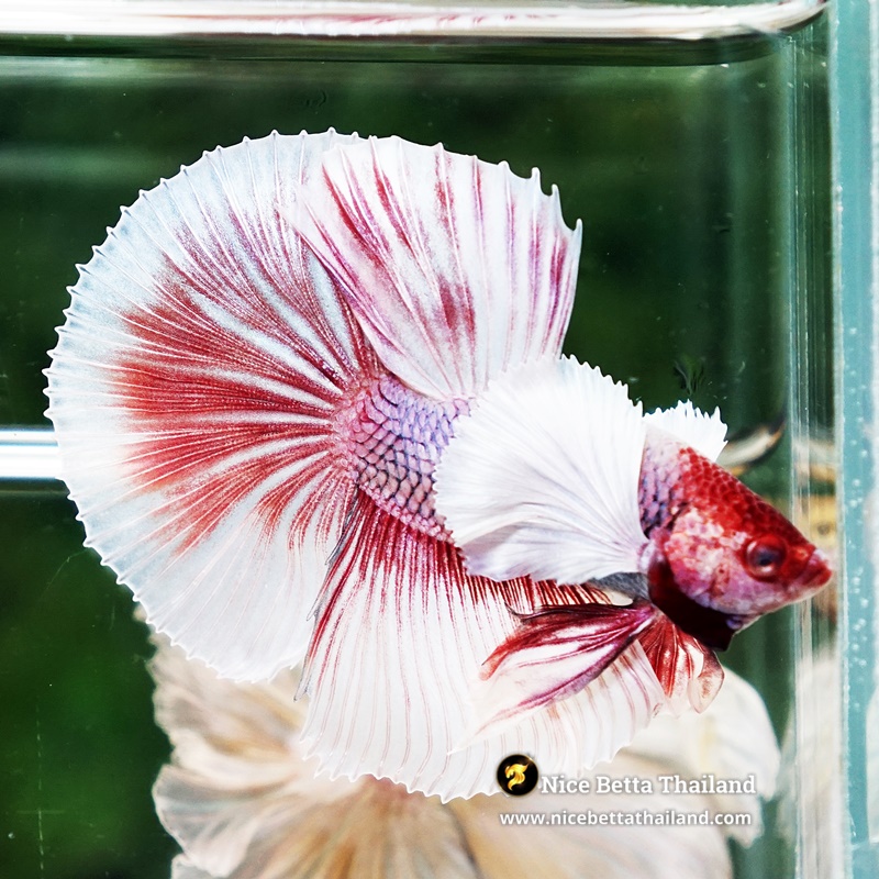 Betta Fish Red Salamander Dumbo HM