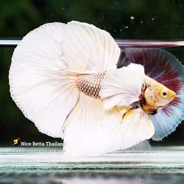 Betta Fish Gold Copper Net Dumbo OHM - Image 3