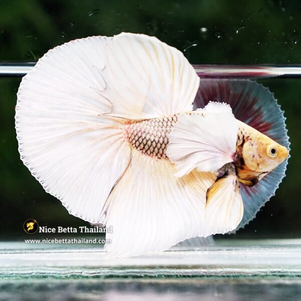 Betta Fish Gold Copper Net Dumbo OHM - Image 5