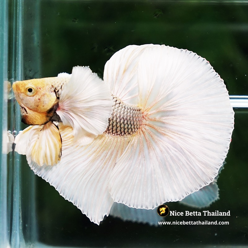 Betta Fish Gold Copper Net Dumbo OHM