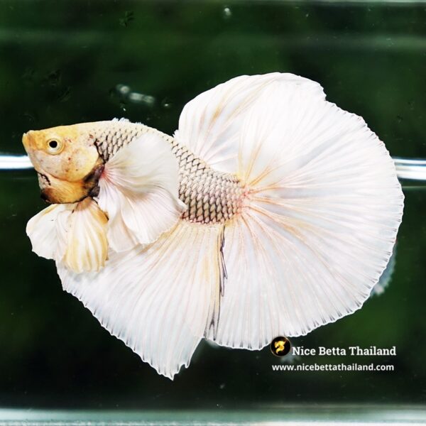 Betta Fish Gold Copper Net Dumbo OHM - Image 6