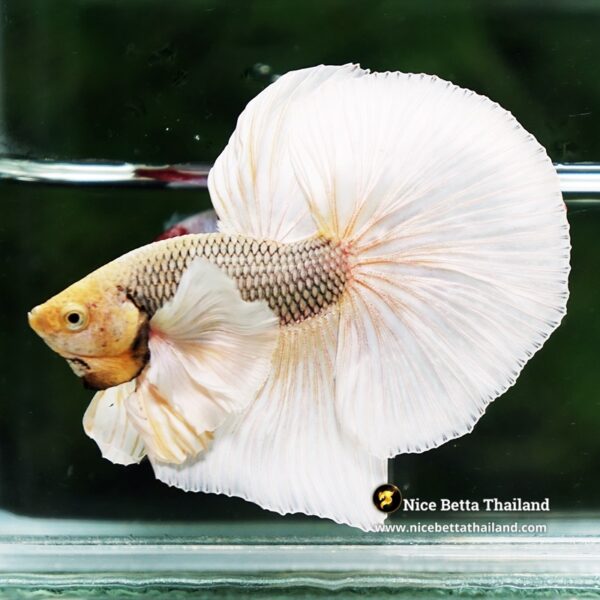 Betta Fish Gold Copper Net Dumbo OHM - Image 4