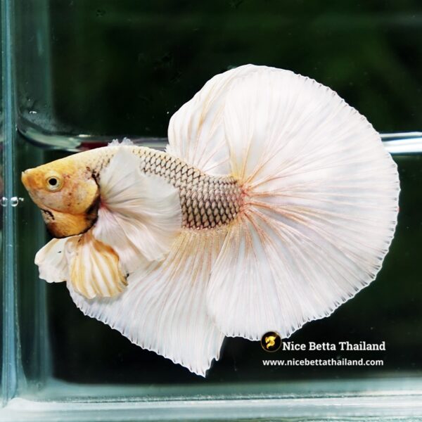 Betta Fish Gold Copper Net Dumbo OHM - Image 8