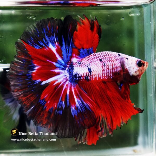 Betta Fish Fancy Captian America OHM - Image 3